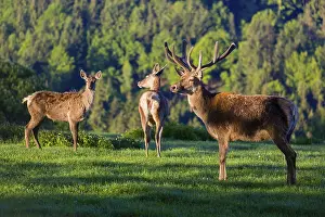 Lights: One male Altai maral