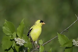 Tristis: Male American Goldfinch