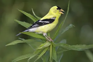 Sings: Male American Goldfinch