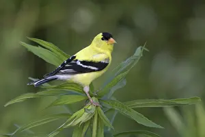 Goldenrod: Male American Goldfinch