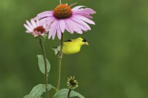 Tristis: Male American Goldfinch and Purple Coneflower