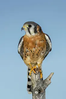 Kestrel: Male American Kestrel
