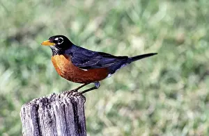 Breast: Male American Robin