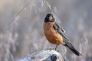 Rick: A male American Robin (Turdus migratorius)
