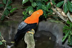 Cotingidae: Male Andean Cock-of-the-rock
