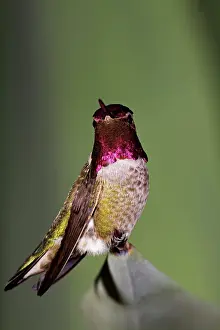 Calypte: Male Anna's Hummingbird