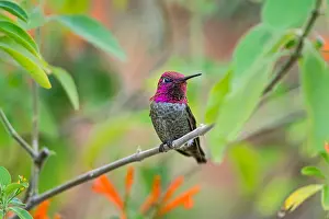 Annas: Male Anna's Hummingbird (Calypte anna)