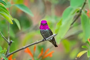 Calypte: Male Anna's Hummingbird (Calypte anna)