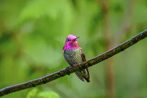 Hummingbird: A male Anna's Hummingbird (Calypte anna) displaying his beautuful iridecent gorget feathers
