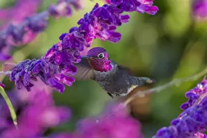 Annas: Male Anna's Hummingbird (Calypte anna) feeding