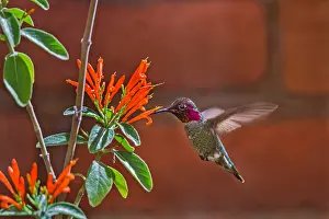 Honeysuckle: Male Anna's Hummingbird (Calypte anna) feeding