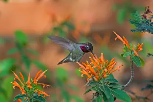 Honeysuckle: Male Anna's Hummingbird (Calypte anna) feeding