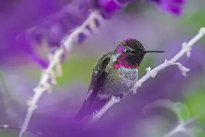 Annas: Male Anna's Hummingbird (Calypte anna) perched