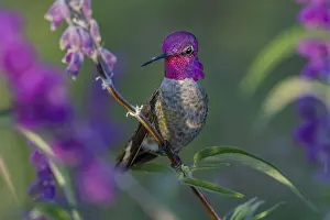Annas: Male Anna's Hummingbird (Calypte anna) perched