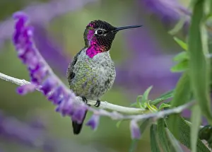 Annas: Male Anna's Hummingbird (Calypte anna) perched