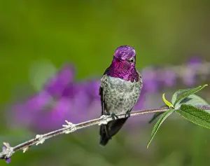 Annas: Male Anna's Hummingbird (Calypte anna) perched
