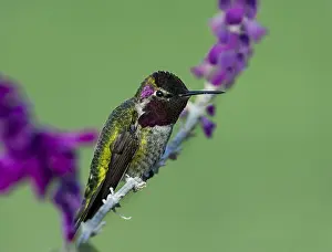 Annas: Male Anna's Hummingbird (Calypte anna) perched