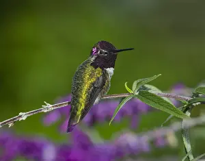 Calypte: Male Anna's Hummingbird (Calypte anna) perched