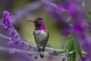 Calypte: Male Anna's Hummingbird (Calypte anna) perched
