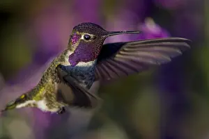 Annas: Male Anna's Hummingbird (Calypte anna) showing