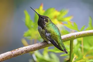 Climate: A male Anna's Hummingbird perched on a branch displaying his iridescent green feathers