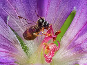 Camponotus: Male ant (Camponotus ligniperda), stork's nettle