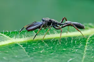 Cornuta: A male ant mimic jumping spider (Myrmarachne cornuta)