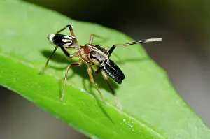 Arachnida: Male Ant-mimic Spider