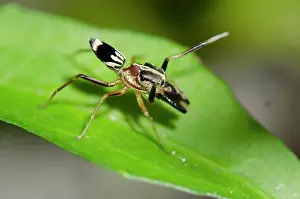 Arachnida: Male Ant-mimic Spider