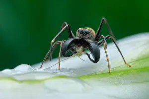 Salticidae: A male ant-mimicking jumping spider (Myrmarachne