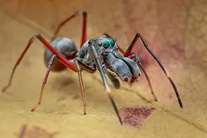 Salticidae: A male ant-mimicking jumping spider (Myrmarachne