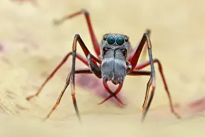 Batesian: A male ant-mimicking jumping spider (Myrmarachne