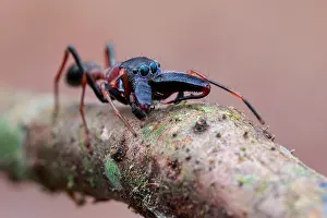 Salticidae: A male ant-mimicking jumping spider (Myrmarachne