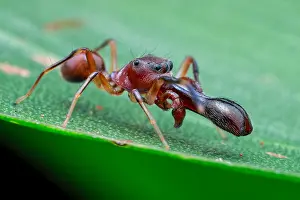 Batesian: A male ant-mimicking jumping spider (Myrmarachne