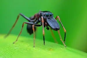 Myrmarachne: Male ant-mimicking jumping spider (Myrmarachne sp.)