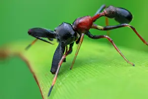 Batesian: Male ant-mimicking jumping spider (Myrmarachne sp.)