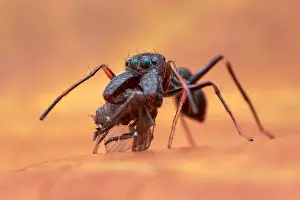 Salticidae: A male ant-mimicking jumping spider (Salticidae