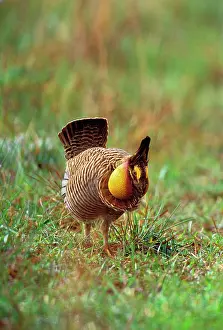 Tympanuchus: Male Attwater's Prairie Chicken / Grouse - displaying
