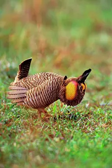 Tympanuchus: Male Attwater's Prairie Chicken / Grouse - displaying