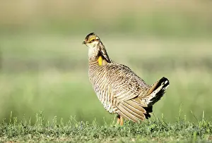 Tympanuchus: Male Attwater's Prairie Chicken on lek