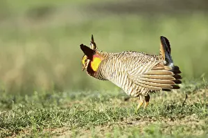 Tympanuchus: Male Attwater's Prairie Chicken on lek