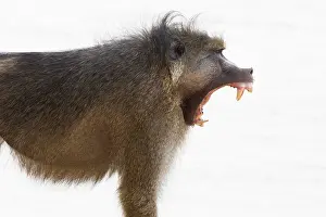 Zambesi: male baboon displays long canine teeth, which are a sign of