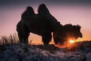 Bactrian: Male Bactrian camel (Camelus bactrianus) in the