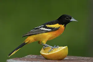 Galbula: Male Baltimore Oriole