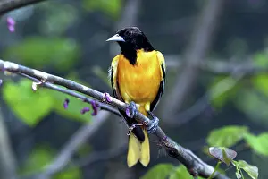Icterus: Male Baltimore Oriole