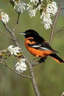 Oriole: Male Baltimore Oriole