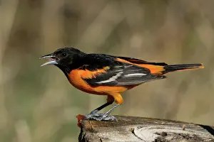 Oriole: Male Baltimore Oriole