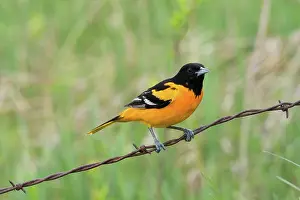 Oriole: Male Baltimore Oriole