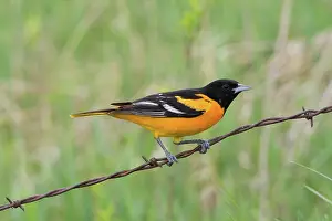 Oriole: Male Baltimore Oriole