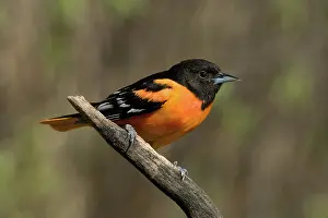 Oriole: Male Baltimore Oriole